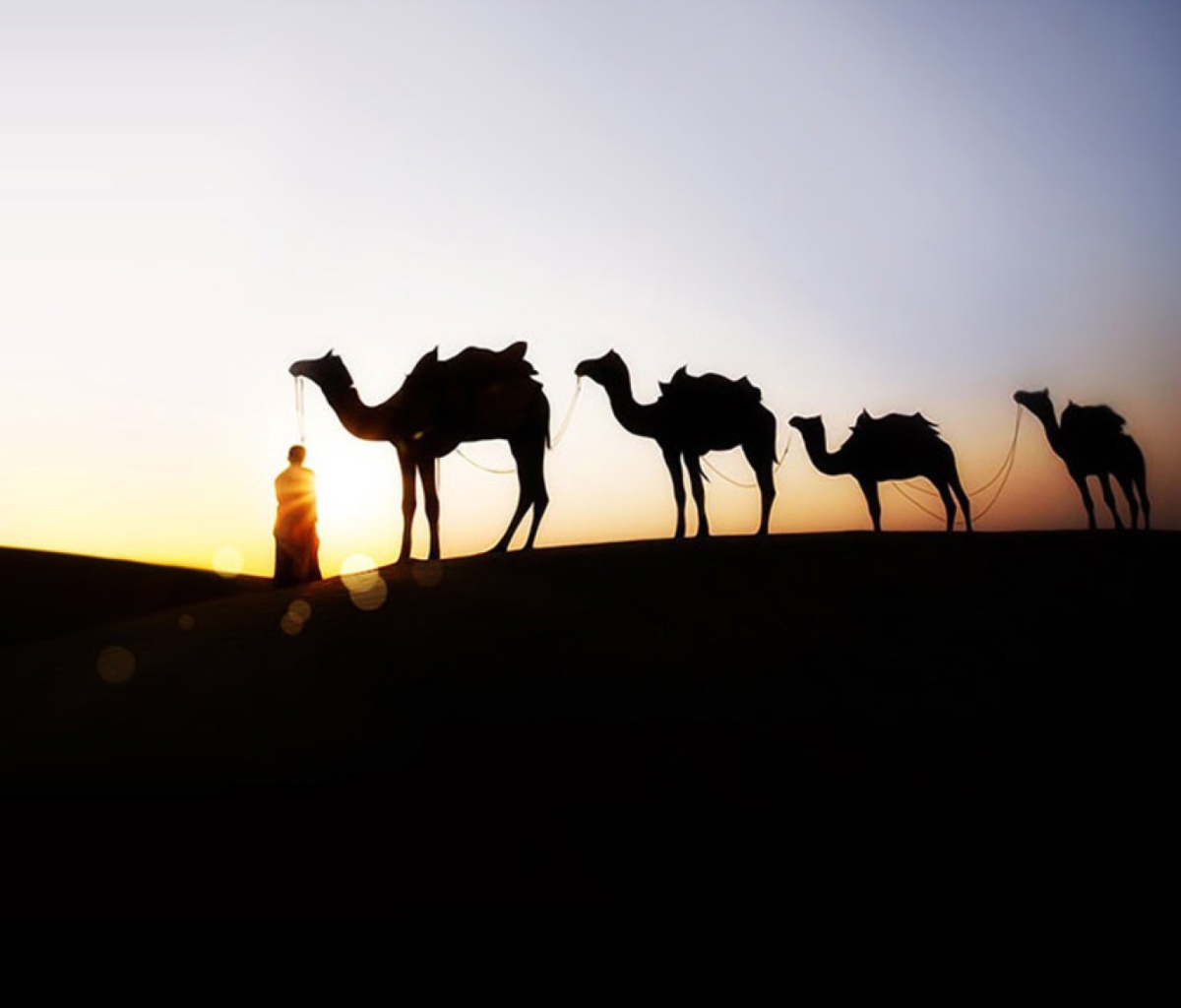 Screenshot №1 pro téma Camel At Sunset 1200x1024