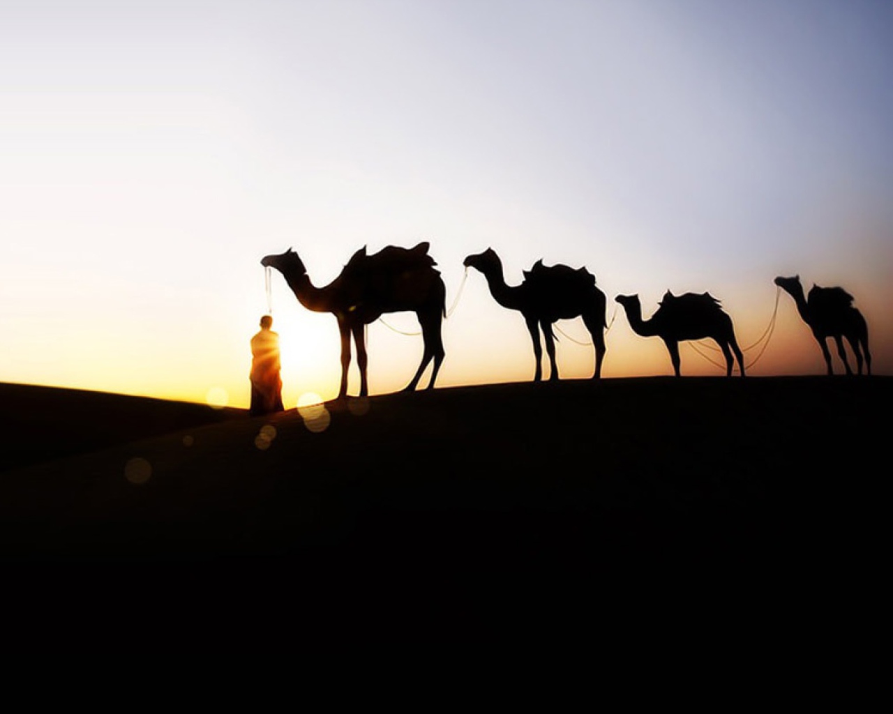 Fondo de pantalla Camel At Sunset 1280x1024