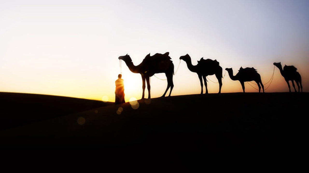Fondo de pantalla Camel At Sunset 1280x720