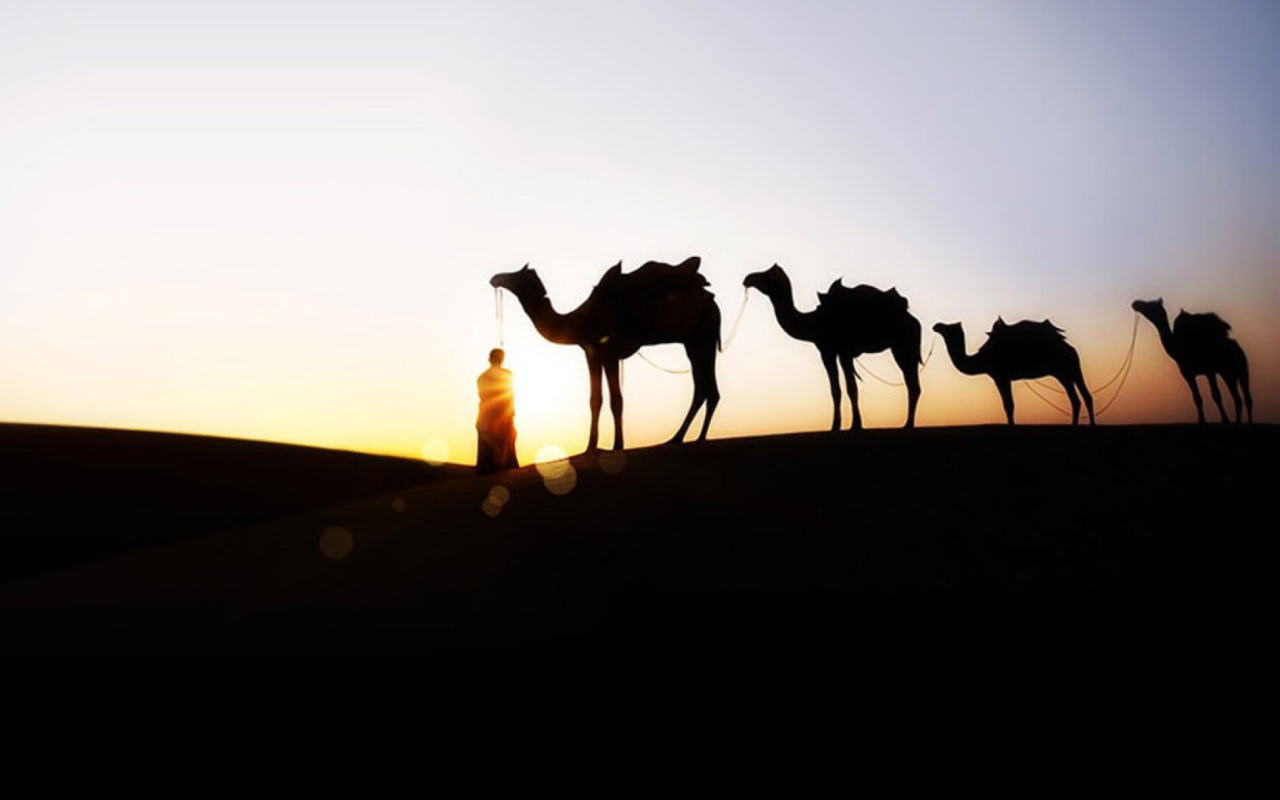 Обои Camel At Sunset 1280x800