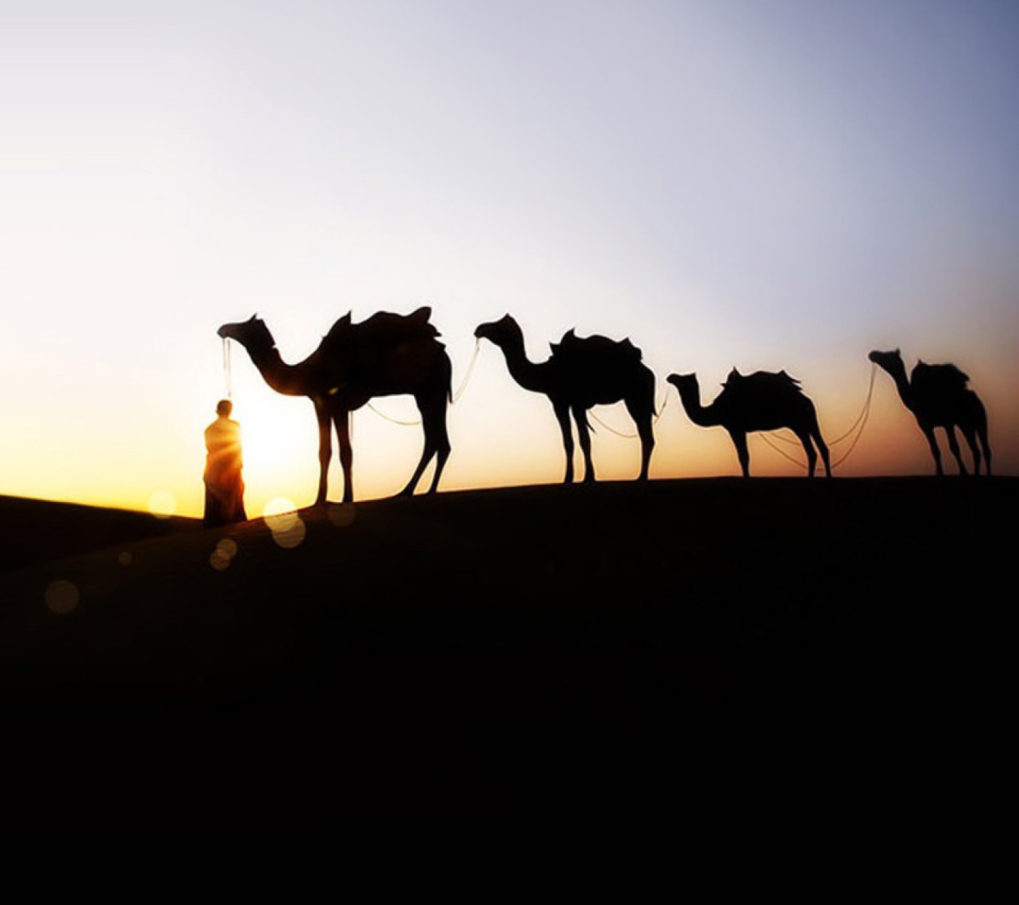 Fondo de pantalla Camel At Sunset 1440x1280