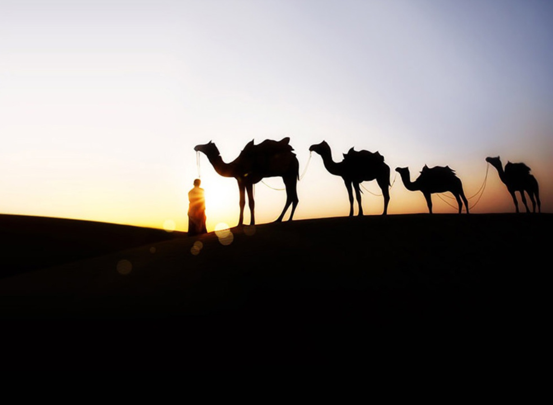 Обои Camel At Sunset 1920x1408