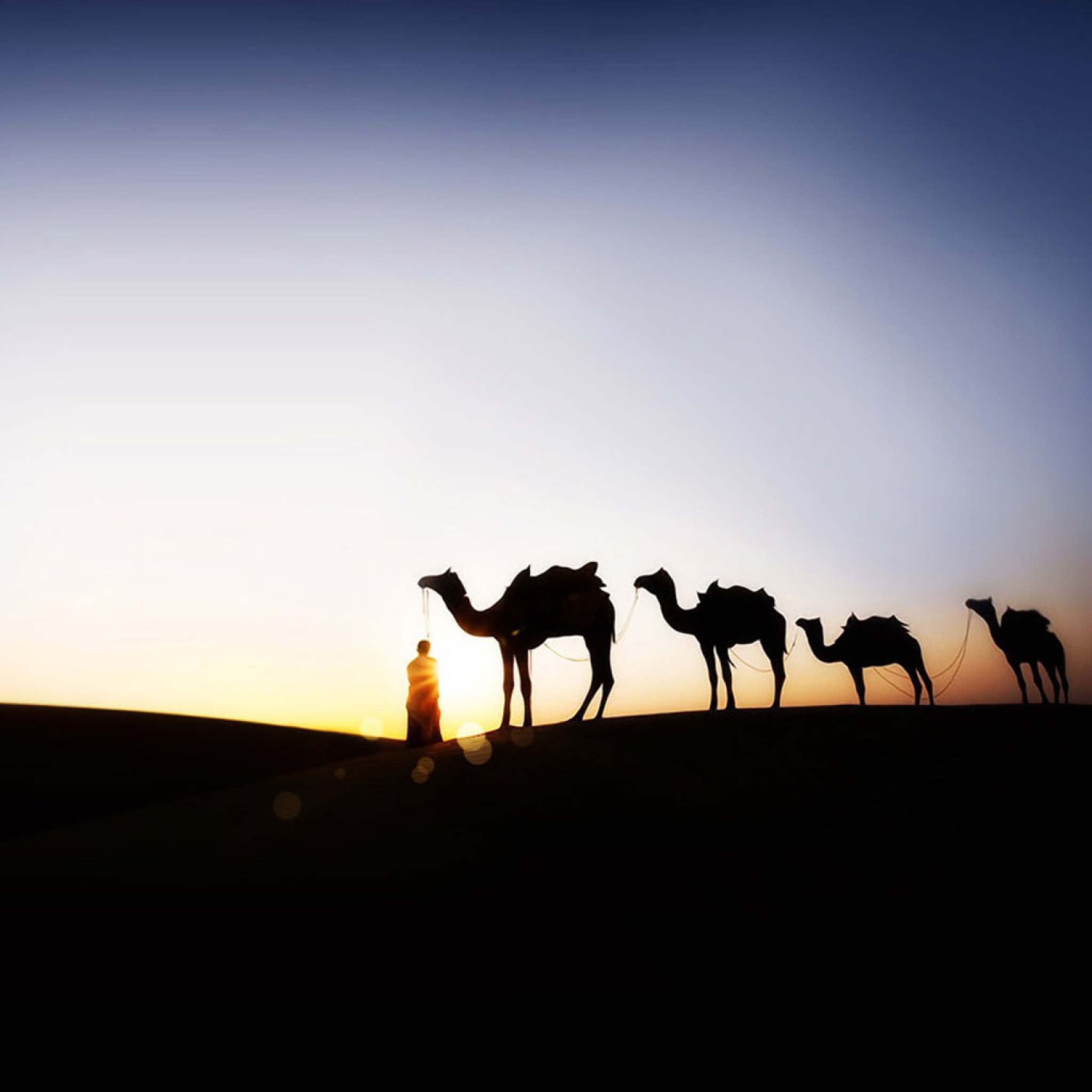 Fondo de pantalla Camel At Sunset 2048x2048