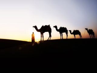 Das Camel At Sunset Wallpaper 320x240