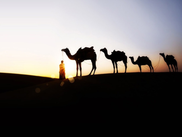 Das Camel At Sunset Wallpaper 640x480