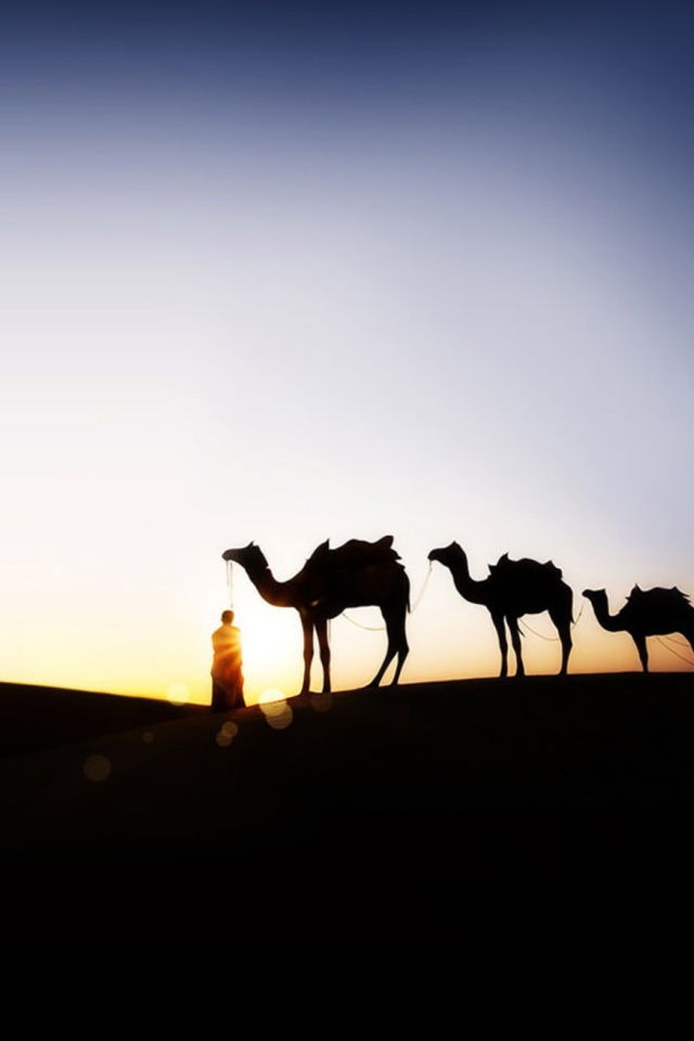 Camel At Sunset wallpaper 640x960