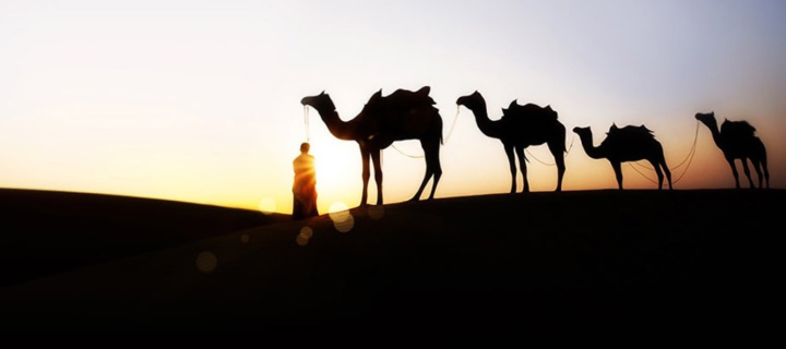 Das Camel At Sunset Wallpaper 720x320