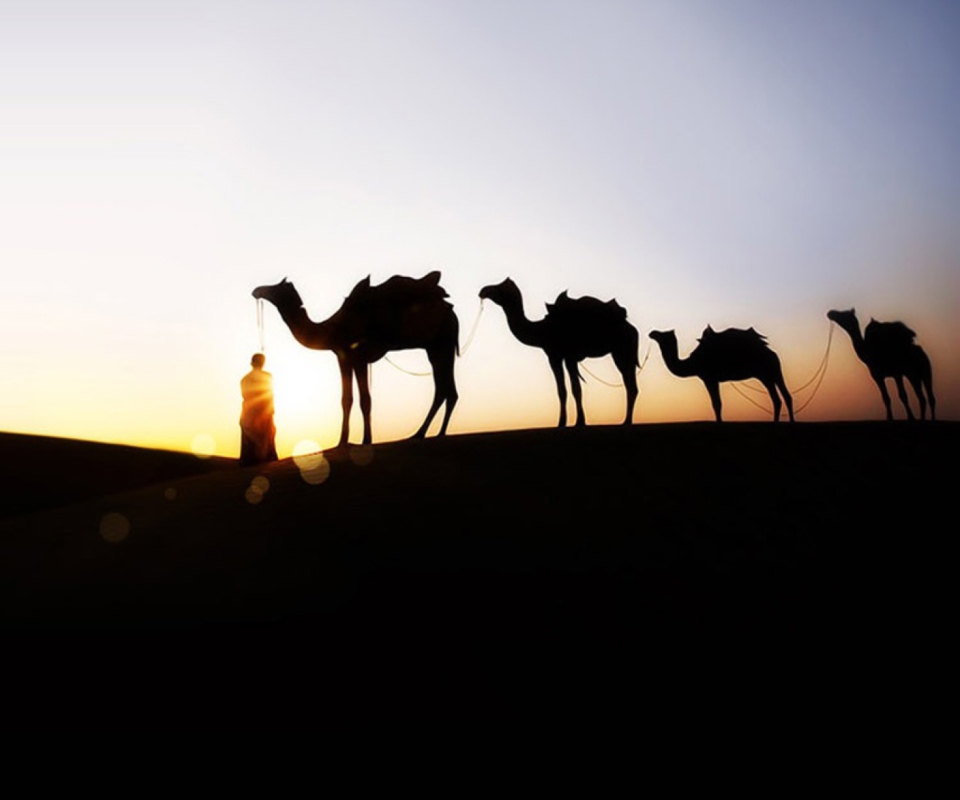 Camel At Sunset screenshot #1 960x800