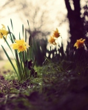 Daffodils screenshot #1 128x160