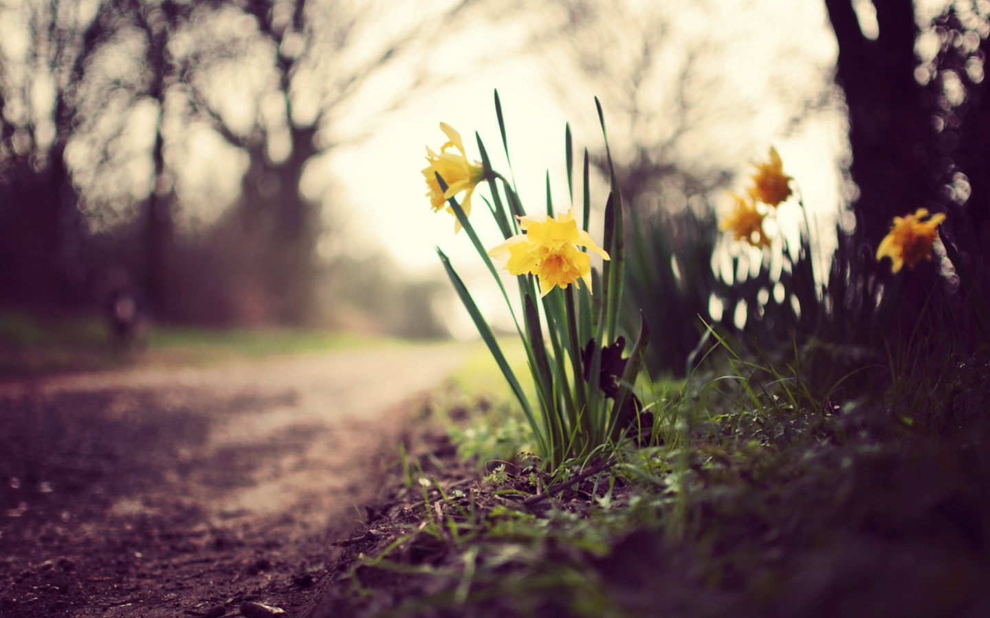 Daffodils screenshot #1 1440x900