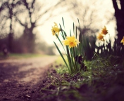 Fondo de pantalla Daffodils 176x144