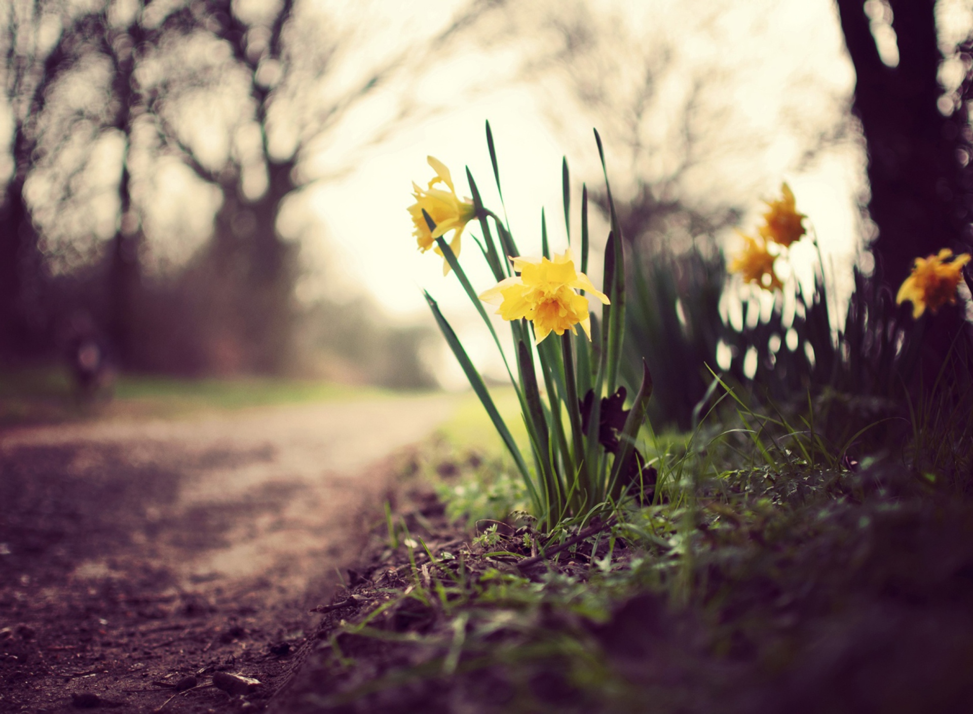 Fondo de pantalla Daffodils 1920x1408