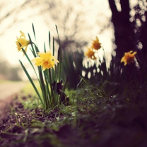 Fondo de pantalla Daffodils 208x208