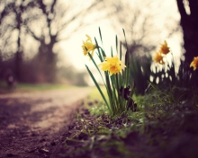 Daffodils screenshot #1 220x176