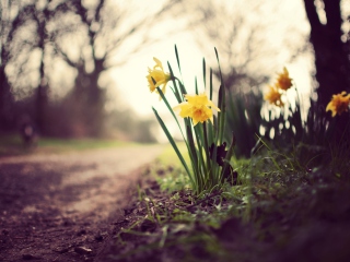 Daffodils wallpaper 320x240