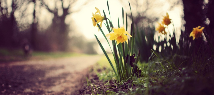 Daffodils screenshot #1 720x320