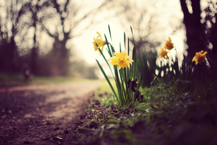 Fondo de pantalla Daffodils