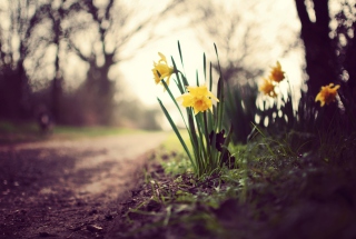Daffodils - Obrázkek zdarma 