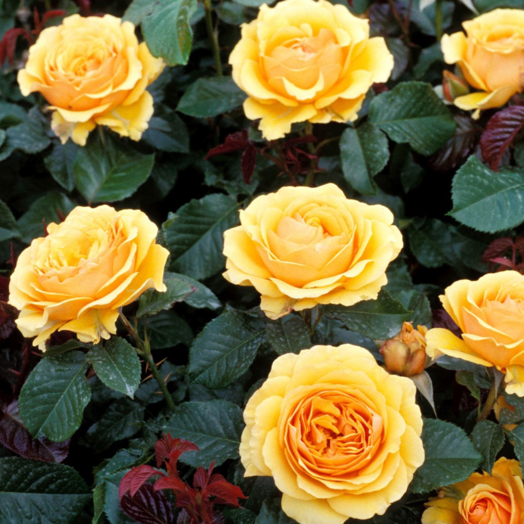 Обои Yellow Roses 1024x1024