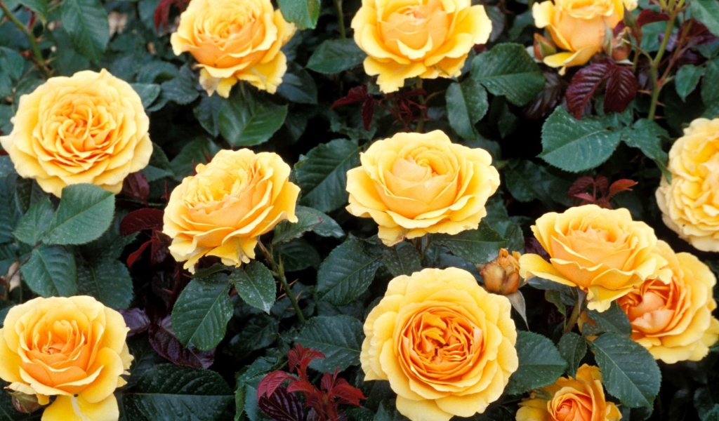 Sfondi Yellow Roses 1024x600