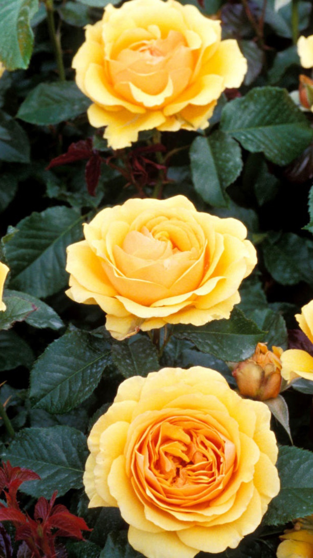 Обои Yellow Roses 1080x1920