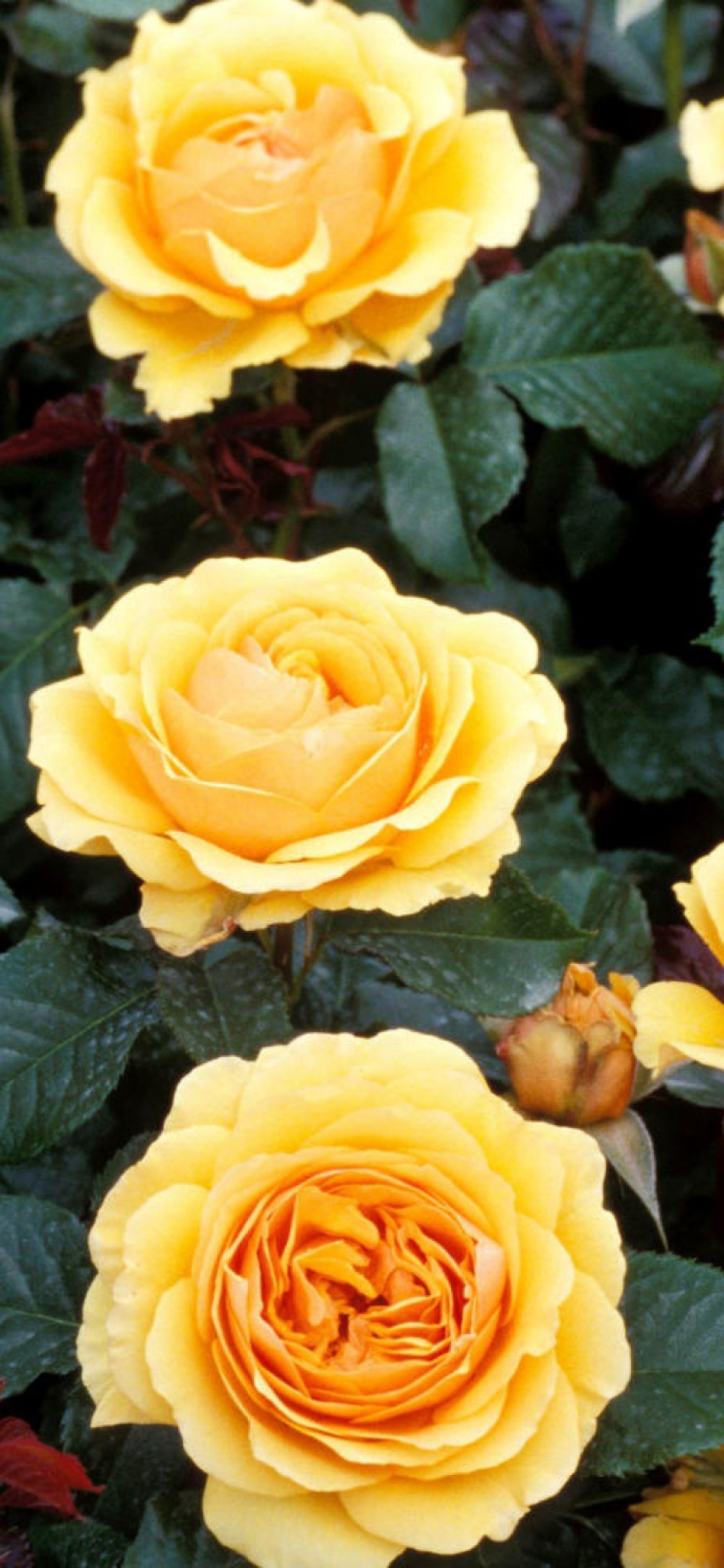 Обои Yellow Roses 1170x2532
