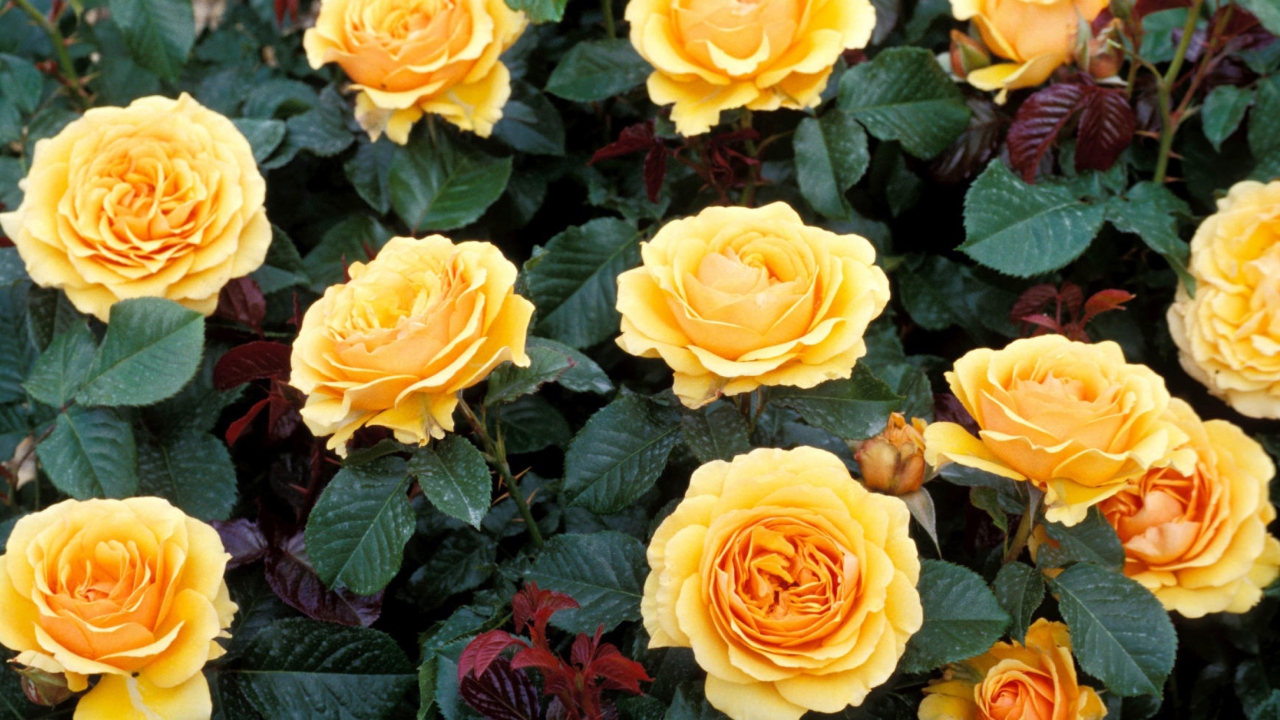 Yellow Roses wallpaper 1280x720