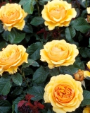 Fondo de pantalla Yellow Roses 128x160