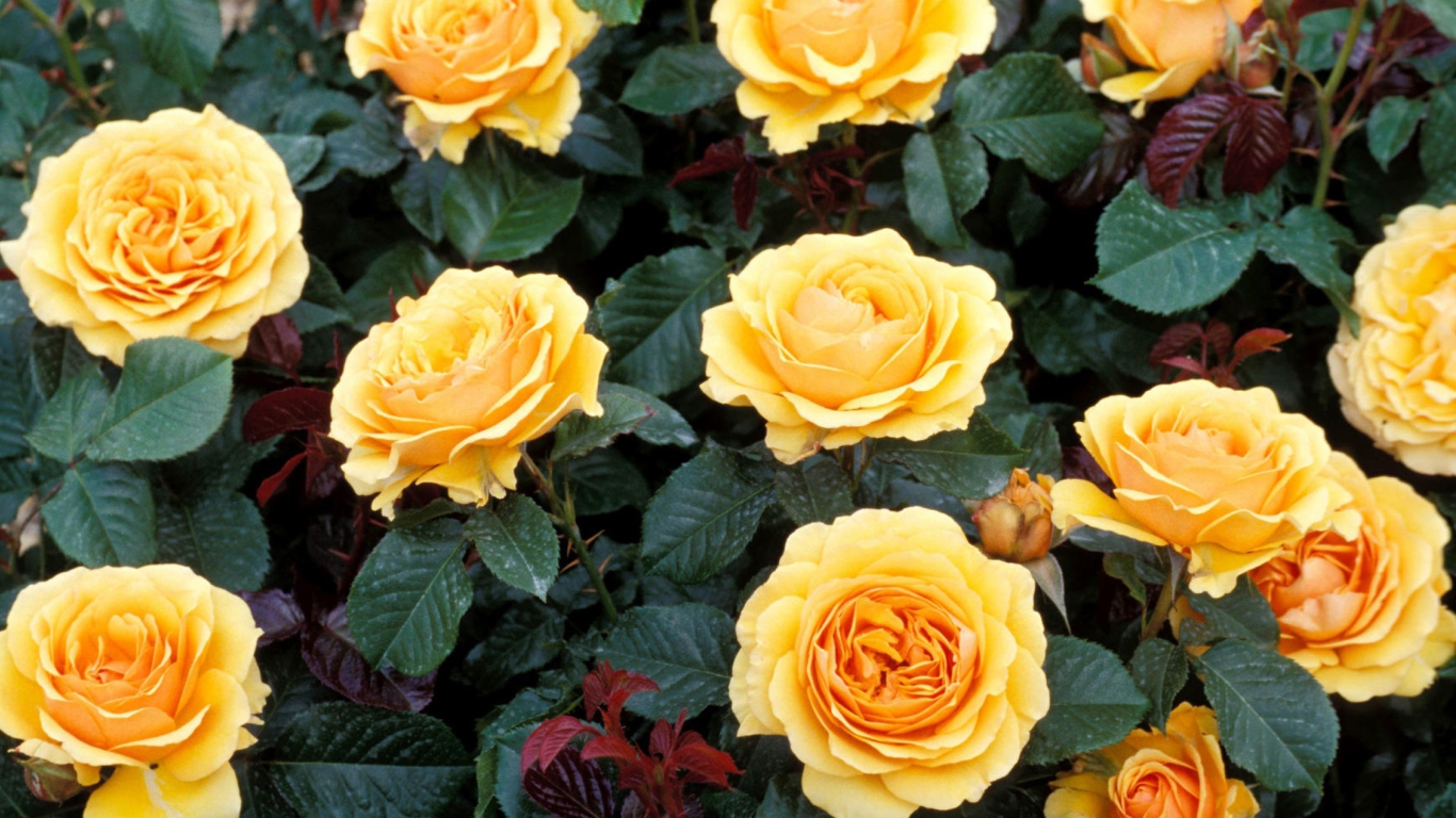 Обои Yellow Roses 1366x768