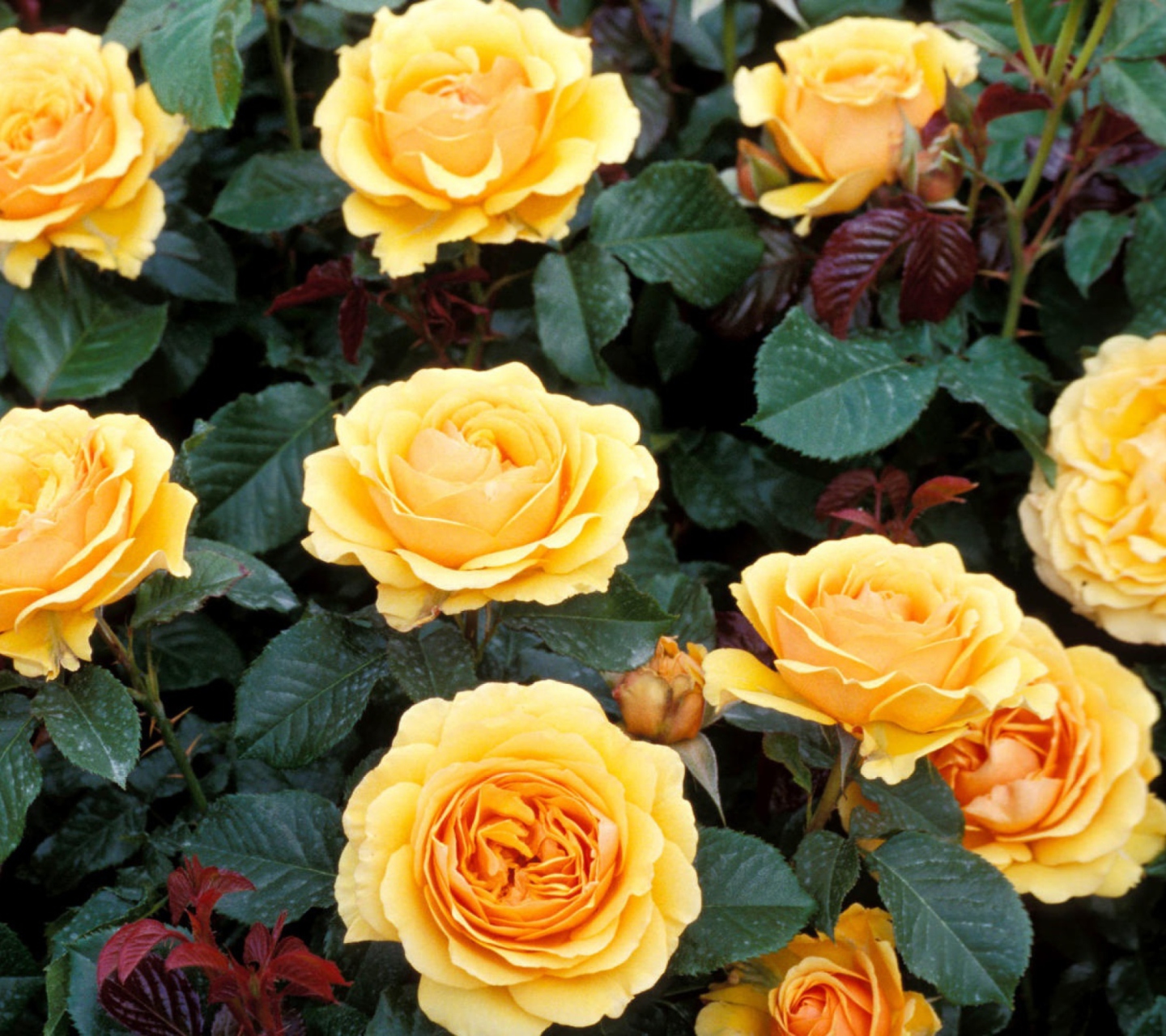 Обои Yellow Roses 1440x1280