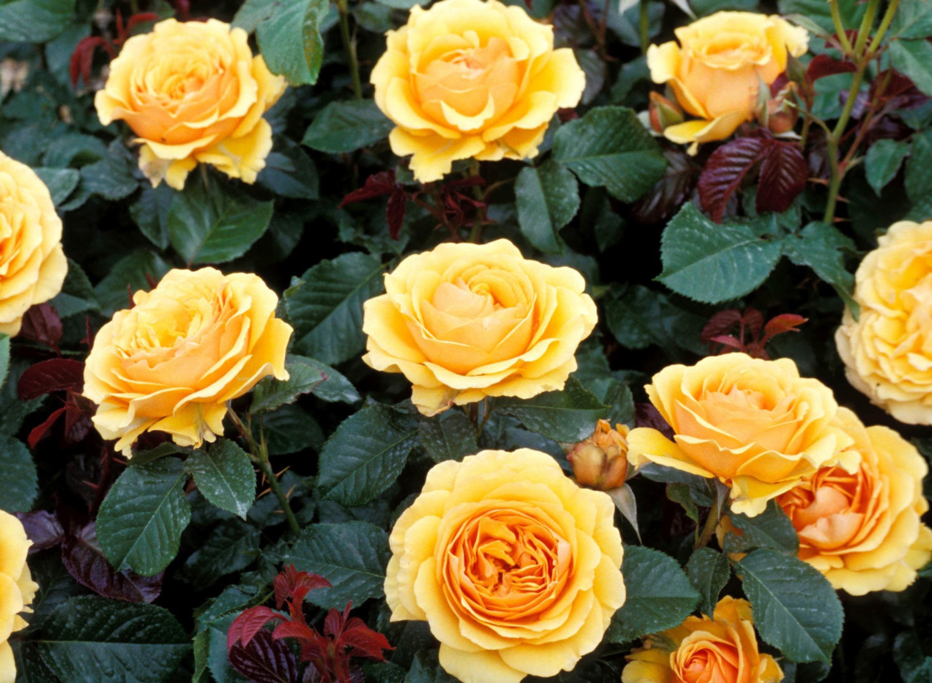 Обои Yellow Roses 1920x1408