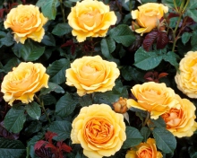 Sfondi Yellow Roses 220x176