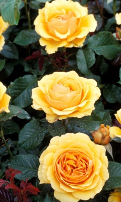 Обои Yellow Roses 240x400