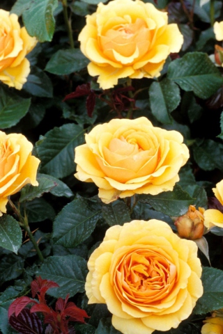 Обои Yellow Roses 320x480