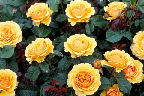 Обои Yellow Roses 480x320