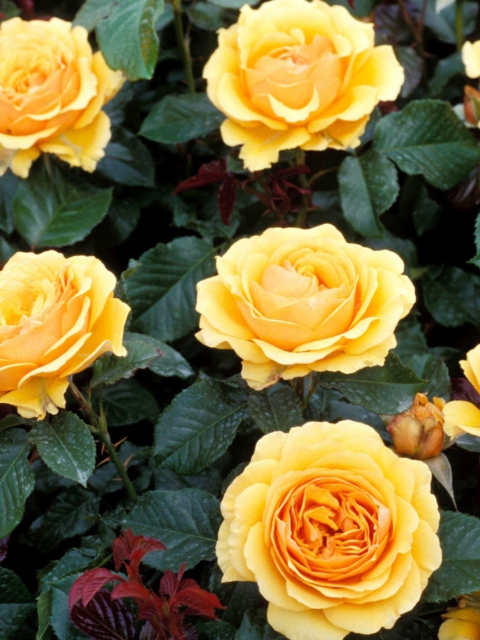 Обои Yellow Roses 480x640