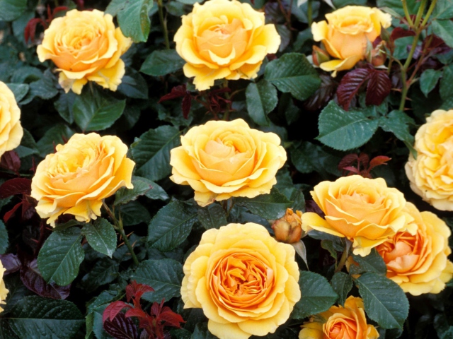 Sfondi Yellow Roses 640x480