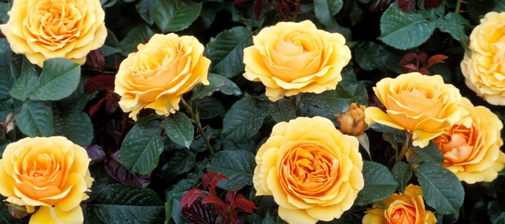 Sfondi Yellow Roses 720x320