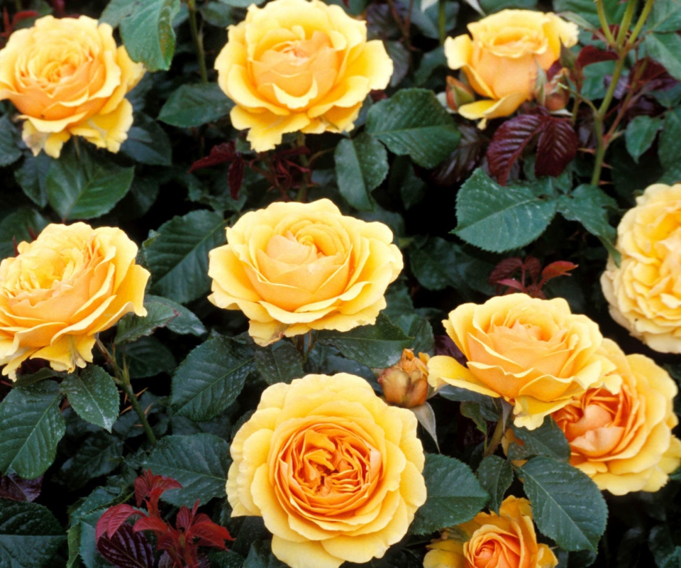 Fondo de pantalla Yellow Roses 960x800