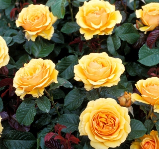 Yellow Roses - Fondos de pantalla gratis para iPad mini