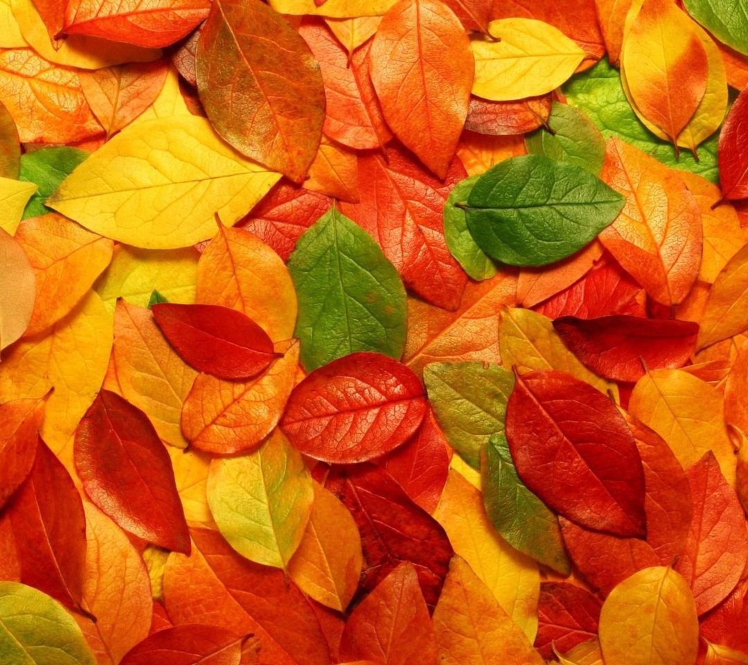 Обои Autumn Leaves Rug 1080x960