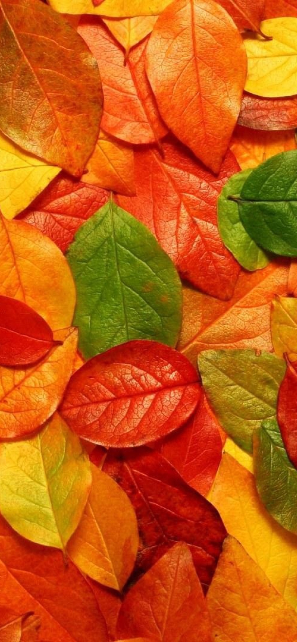 Das Autumn Leaves Rug Wallpaper 1170x2532