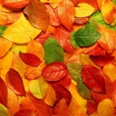 Sfondi Autumn Leaves Rug 128x128