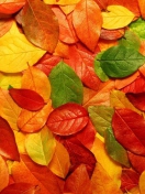 Das Autumn Leaves Rug Wallpaper 132x176