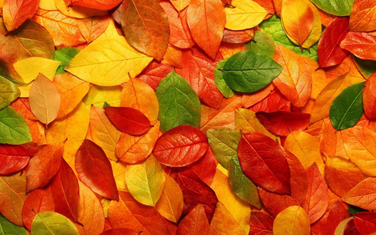 Screenshot №1 pro téma Autumn Leaves Rug 1440x900