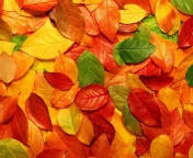 Fondo de pantalla Autumn Leaves Rug 176x144