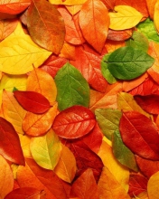Fondo de pantalla Autumn Leaves Rug 176x220