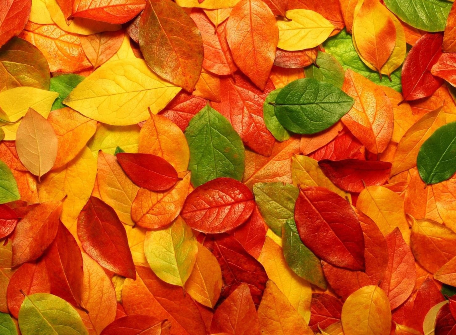 Обои Autumn Leaves Rug 1920x1408