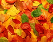 Fondo de pantalla Autumn Leaves Rug 220x176