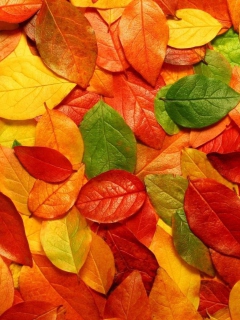 Autumn Leaves Rug wallpaper 240x320